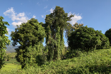 The invasion of green nature, when nature invades the landscape, a green world as in the beginning, impressive landscape where there is only green, fantastic green nature
