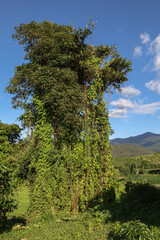 Obraz premium The invasion of green nature, when nature invades the landscape, a green world as in the beginning, impressive landscape where there is only green, fantastic green nature