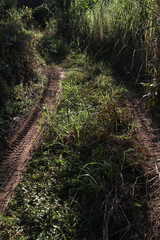 Country dirt road with tall grass and tire tracks in the dirt, dark and wild path difficult to navigate and requiring the use of an all-terrain vehicle