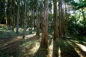 Fototapeta premium Bosque de ciprés