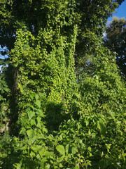 The invasion of green nature, when nature invades the landscape, a green world as in the beginning, impressive landscape where there is only green, fantastic green nature