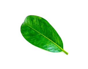 Fototapeta na wymiar Tropical green leaf isolated on white background