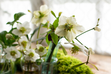 White hellebores and snowdrops arrangement with moss
