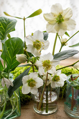 White Christmas Roses, Hellebores.