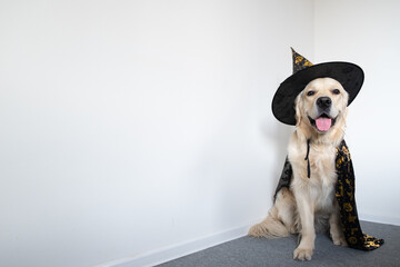 happy dog in halloween costume with place for text