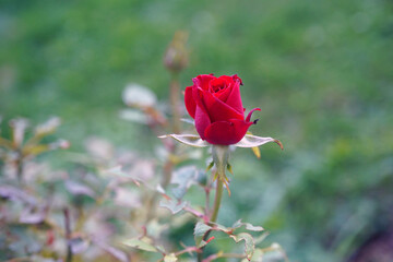 bud of a red rose in the garden