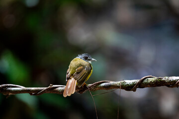 Yellow - bellied Bulbul