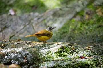 Yellow - bellied Bulbul