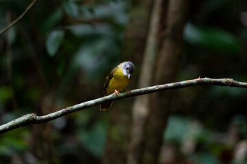 Yellow - bellied Bulbul