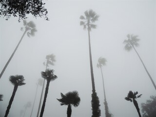 Looking up trough the sea mist on the California coast to the tall palms that are everywhere