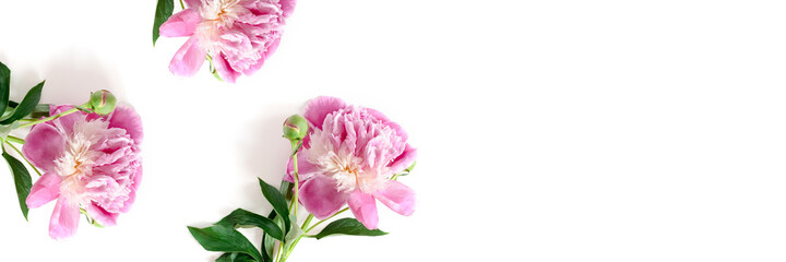 Banner with peony flowers on a white background. Floral composition with copy space.
