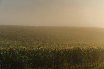 Fototapeta na wymiar the sun's rays break through the lush grass. thick morning fog