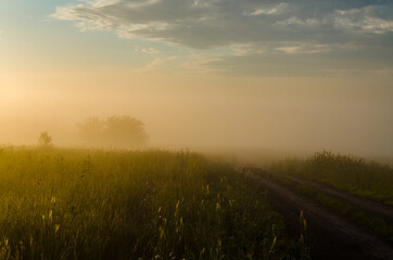 Obraz na płótnie Canvas early morning. forest hiding in the fog. forest path