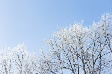 Tree branches covered in frost snow