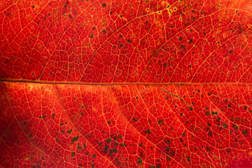 Naklejka na ściany i meble Texture of red autumn leaf macro photo