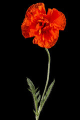 Red flower of poppy, lat. Papaver, isolated on black background
