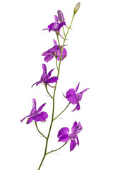 Obraz na płótnie Canvas Violet flower of wild delphinium, larkspur flower, isolated on white background