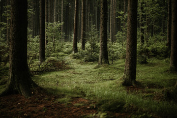Beatiful forest - Rejviz Czech Republic