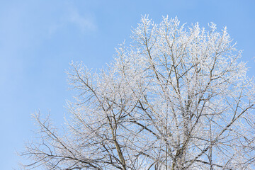 Tree branches covered in frost snow