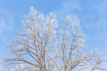 Tree branches covered in frost snow