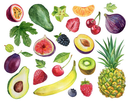 Watercolor fruit and berries set. Botanical illustration with pineapple, plum, passion fruit, strawberry, blackberry, carambola, figs, avocado, gooseberry, kiwi, blueberry, cherry, orange