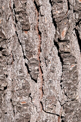old wood inside a park