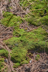 Fototapeta premium pieces of moss in early autumn in the park