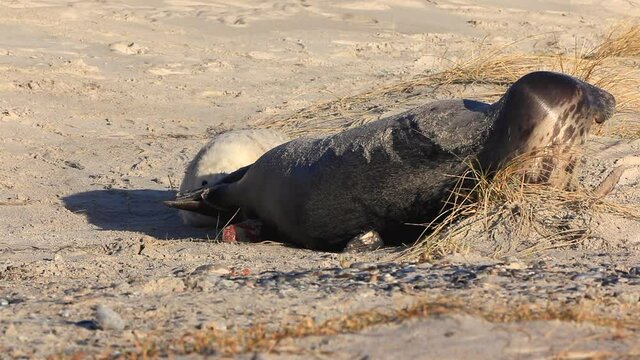 Scenery with Gray Seal on island of Helgoland / Duene / Germany