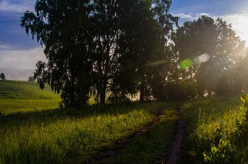 early morning. forest hiding in the fog. forest path