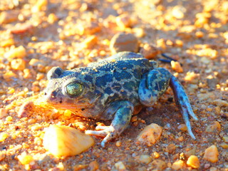 Frog with happy and surprised face, walking and observing on the field land, brown.