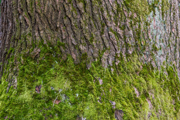 close-up of green lichens on a  trunk /