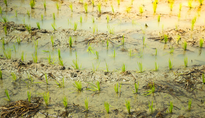 rice seedlings on rice farm.rice sprout.