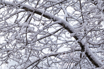 Snowfall winter background. Tree branches covered with snow after snow falling. 