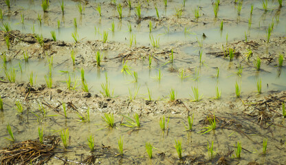 rice seedlings on rice farm.rice sprout.