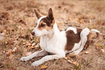 A cute white dog with brown spots lies on the grass