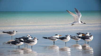 Pajaros