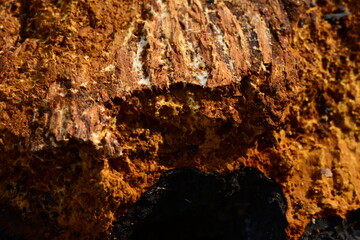 Solid outgrowth birch tree texture