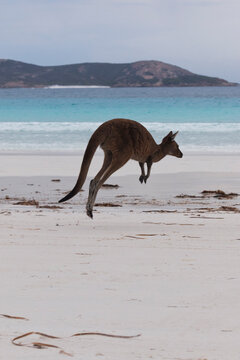 High leaping kangaroo at Lucky Beach in Cape LeGrand National Park