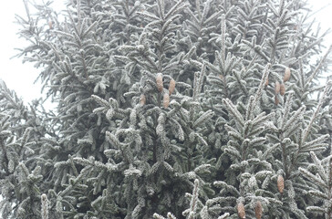 Fir tree branch with cones hoarfrosted with rime in the forest nature background, closeup, copy...