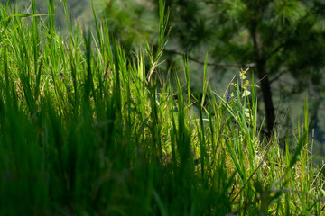 Landscape Cordillera Central, Dominican Republic