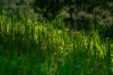 Landscape Cordillera Central, Dominican Republic