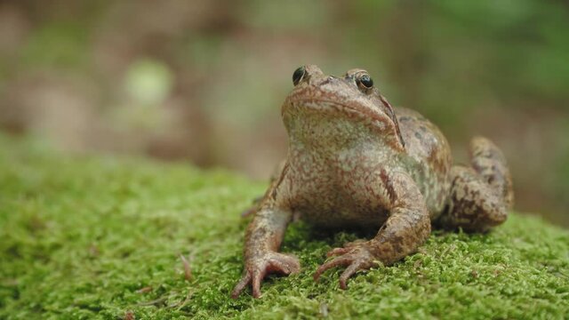Common frog (Rana temporaria) on green moss, close up