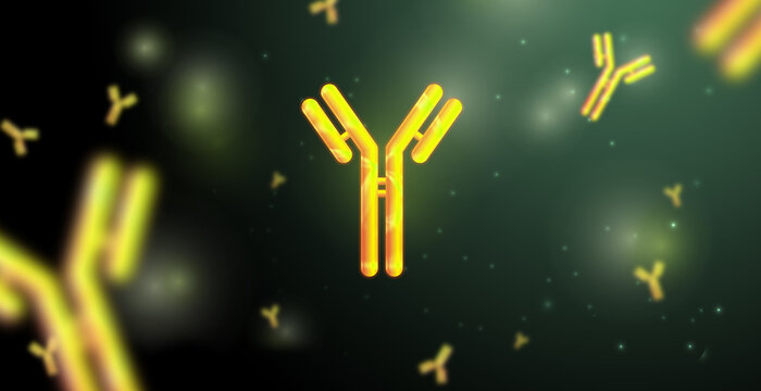 anticorps de synth&egrave;se polyclonaux