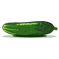 Vector green color cucumber realistic isolated sketch