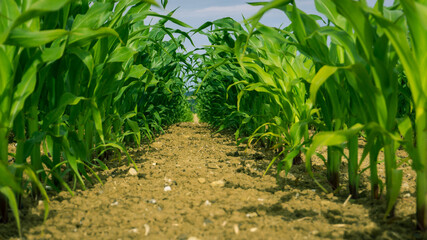 Looking down a row of fresh corn plants, from a low angle