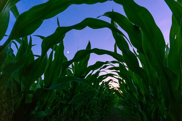 Looking down a row of corn plants at twilight, from a low angle