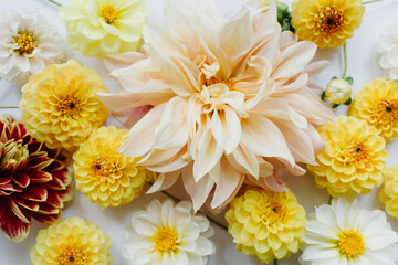 Yellow, white, red flowers dahlias on white background. Flowers composition. Flat lay, top view. Summer, autumn concept.