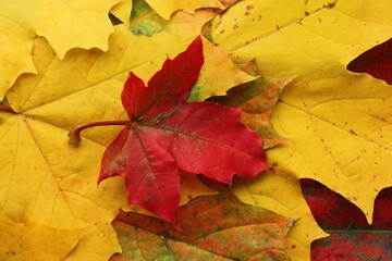 Naklejka na ściany i meble Beautiful autumn colored leaves of the trees