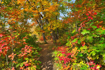 Collection of Beautiful Colorful Autumn Leaves