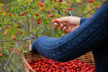 Young girl hands, picking red and ripe rosehips from the bush. The girl's basket is full of...